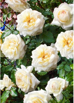 Роза флорибунда Чайковский