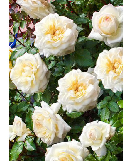 Роза флорибунда Чайковский Роза флорибунда Чайковский