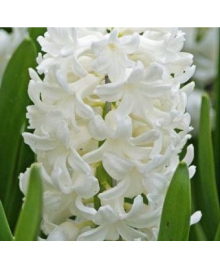 Гиацинт "Antarctica" 3шт в упаковке Гиацинт "Antarctica" 3шт в упаковке