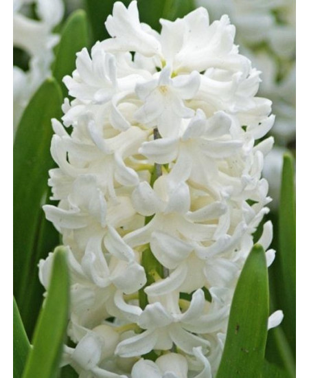 Гиацинт "Antarctica" 3шт в упаковке Гиацинт "Antarctica" 3шт в упаковке