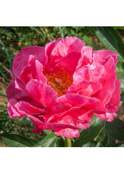 Пион Паула Фей