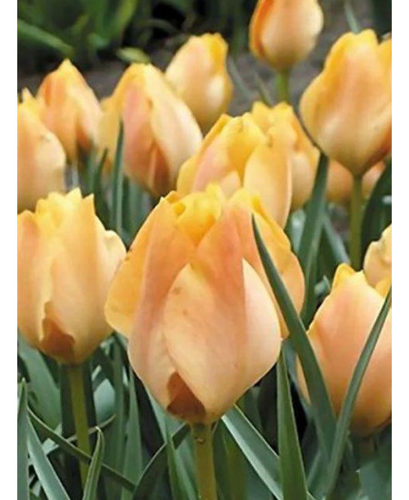 Тюльпан "Orange Breeze" 3шт в упаковке Тюльпан "Orange Breeze" 3шт в упаковке