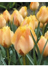 Тюльпан "Orange Breeze" 3шт в упаковке Тюльпан "Orange Breeze" 3шт в упаковке