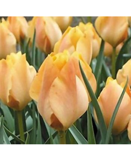 Тюльпан "Orange Breeze" 3шт в упаковке Тюльпан "Orange Breeze" 3шт в упаковке