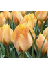 Тюльпан "Orange Breeze" 3шт в упаковке Тюльпан "Orange Breeze" 3шт в упаковке