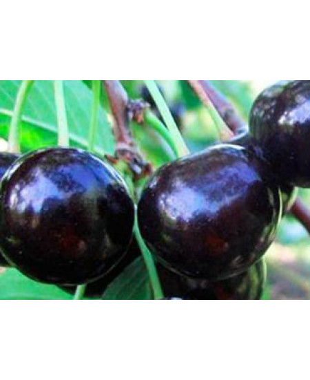 Черешня Французская чёрная Черешня Французская чёрная