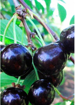 Черешня Французская чёрная