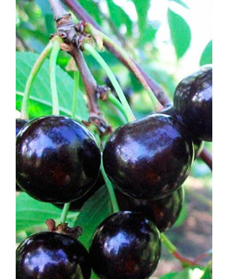 Черешня Французская чёрная Черешня Французская чёрная