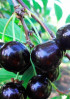 Черешня Французская чёрная Черешня Французская чёрная