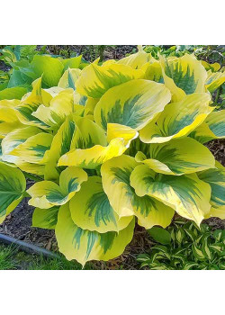 Хоста Айвори Коуст