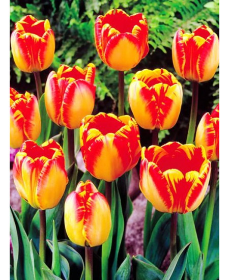 Тюльпан дарвинов гибрид "Банья Лука" (Banja Luka) 3шт в упаковке (размер 11/12) Тюльпан дарвинов гибрид "Банья Лука" (Banja Luka) 3шт в упаковке (размер 11/12)