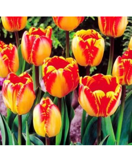 Тюльпан дарвинов гибрид "Банья Лука" (Banja Luka) 3шт в упаковке (размер 11/12) Тюльпан дарвинов гибрид "Банья Лука" (Banja Luka) 3шт в упаковке (размер 11/12)