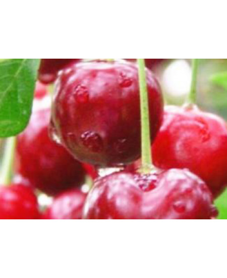 Вишня Волочаевка Вишня Волочаевка