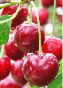 Вишня Волочаевка