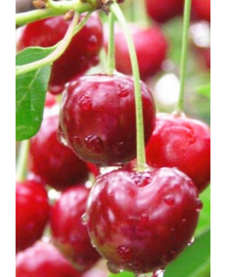 Вишня Волочаевка Вишня Волочаевка