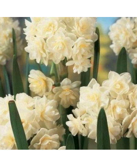 Нарцисс "Erlicheer" 3шт в упаковке Нарцисс "Erlicheer" 3шт в упаковке