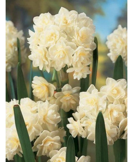 Нарцисс "Erlicheer" 3шт в упаковке Нарцисс "Erlicheer" 3шт в упаковке