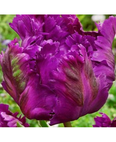 Тюльпан попугайный "Негритта Пэррот" (Negritta Parrot) 3шт в упаковке (размер 11\12) Тюльпан попугайный "Негритта Пэррот" (Negritta Parrot) 3шт в упаковке (размер 11\12)