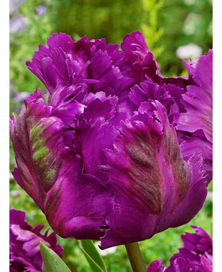 Тюльпан попугайный "Негритта Пэррот" (Negritta Parrot) 3шт в упаковке (размер 11\12) Тюльпан попугайный "Негритта Пэррот" (Negritta Parrot) 3шт в упаковке (размер 11\12)