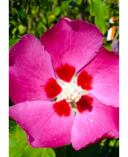 Гибискус сирийский Вудбридж Гибискус сирийский Вудбридж