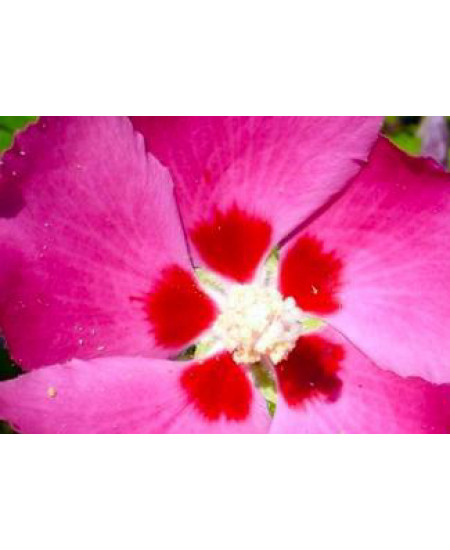 Гибискус сирийский Вудбридж Гибискус сирийский Вудбридж