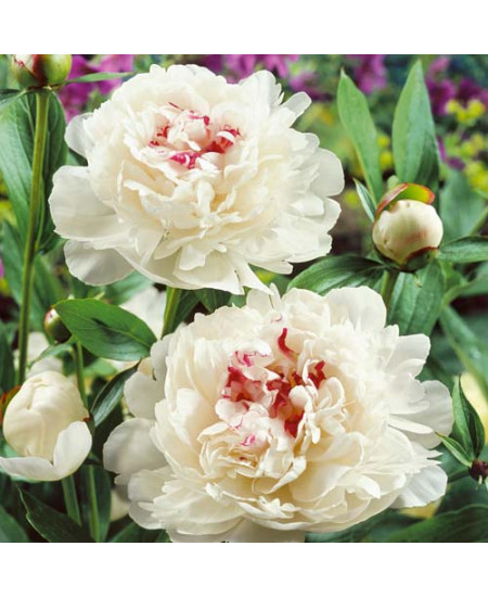 Пион Фестива Максима Пион Фестива Максима