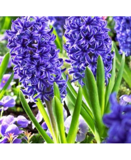 Гиацинт садовый "Блю Джекет" (Blue Jacket) 3шт в упаковке (размер 15/16) Гиацинт садовый "Блю Джекет" (Blue Jacket) 3шт в упаковке (размер 15/16)