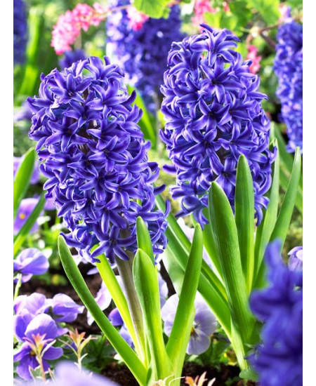 Гиацинт садовый "Блю Джекет" (Blue Jacket) 3шт в упаковке (размер 15/16) Гиацинт садовый "Блю Джекет" (Blue Jacket) 3шт в упаковке (размер 15/16)