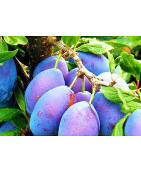 Слива Заречная ранняя Слива Заречная ранняя