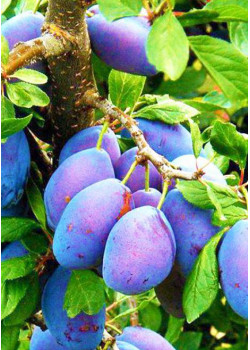 Слива Заречная ранняя