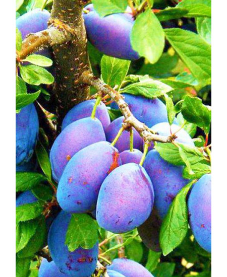 Слива Заречная ранняя Слива Заречная ранняя