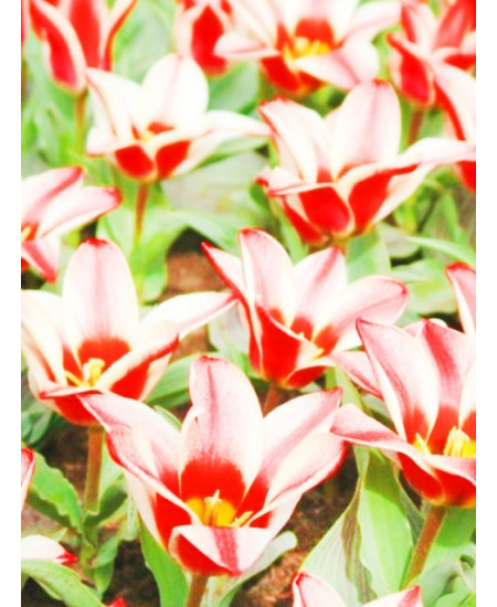 Тюльпан гибрид грейга "Пиноккио" (Pinocchio) 3шт в упаковке (размер 11\12) Тюльпан гибрид грейга "Пиноккио" (Pinocchio) 3шт в упаковке (размер 11\12)