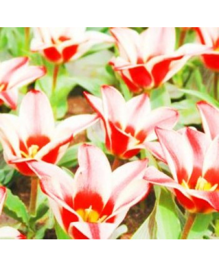 Тюльпан гибрид грейга "Пиноккио" (Pinocchio) 3шт в упаковке (размер 11\12) Тюльпан гибрид грейга "Пиноккио" (Pinocchio) 3шт в упаковке (размер 11\12)