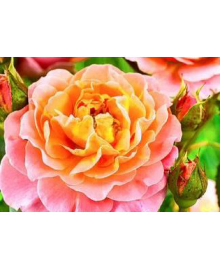 Роза плетистая Полька Роза плетистая Полька