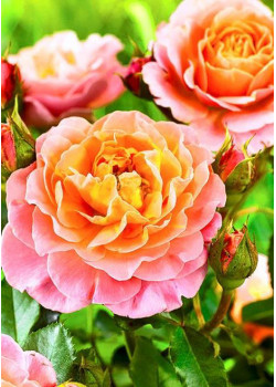 Роза плетистая Полька