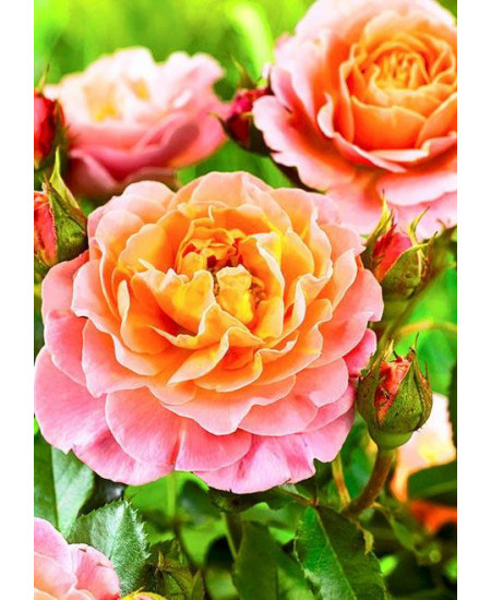 Роза плетистая Полька Роза плетистая Полька