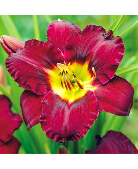 Лилейник Бела Лугоши Лилейник Бела Лугоши