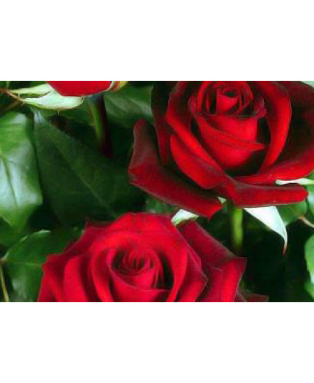 Роза чайно-гибридная Норита Роза чайно-гибридная Норита