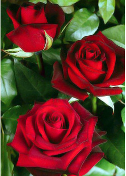 Роза чайно-гибридная Норита