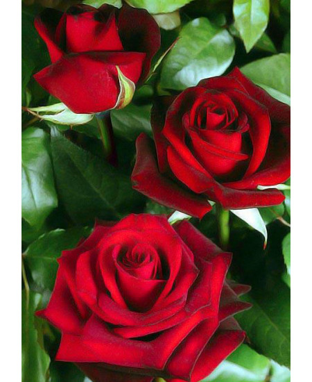 Роза чайно-гибридная Норита Роза чайно-гибридная Норита