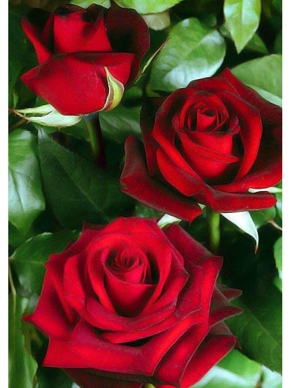 Гран гала роза фото и описание