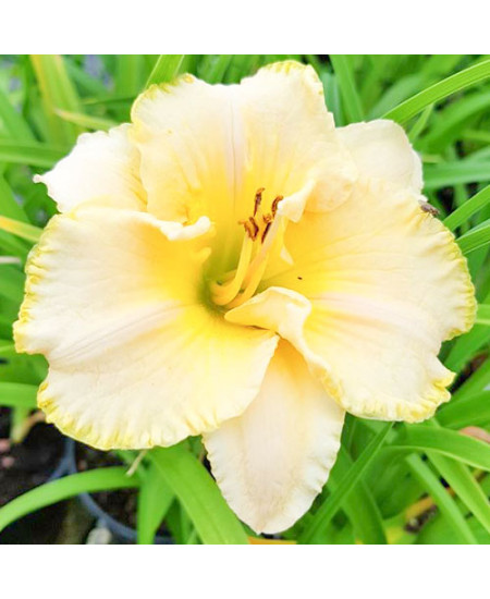 Лилейник Вилла Ванилла Лилейник Вилла Ванилла