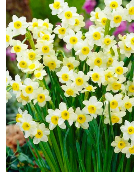 Нарцисс ботанический "Минноу" (Minnow) 3шт в упаковке (размер 8/10) Нарцисс ботанический "Минноу" (Minnow) 3шт в упаковке (размер 8/10)