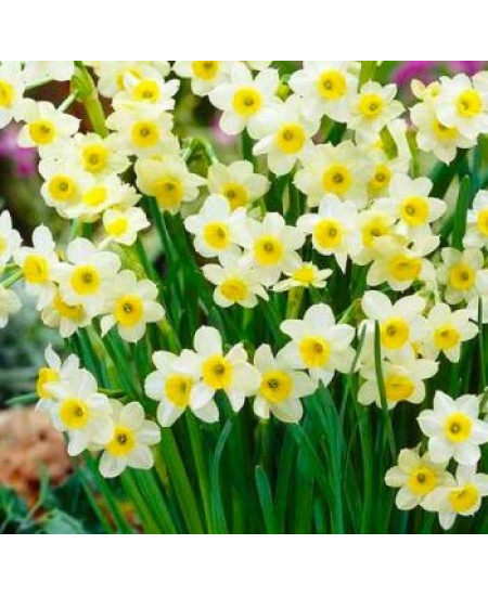 Нарцисс ботанический "Минноу" (Minnow) 3шт в упаковке (размер 8/10) Нарцисс ботанический "Минноу" (Minnow) 3шт в упаковке (размер 8/10)