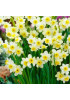Нарцисс ботанический "Минноу" (Minnow) 3шт в упаковке (размер 8/10) Нарцисс ботанический "Минноу" (Minnow) 3шт в упаковке (размер 8/10)