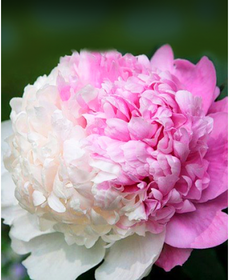 Пион Мистер Эд Пион Мистер Эд