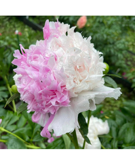 Пион Мистер Эд Пион Мистер Эд