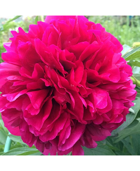 Пион травянистый Оффициналис Рубра Плена Пион травянистый Оффициналис Рубра Плена