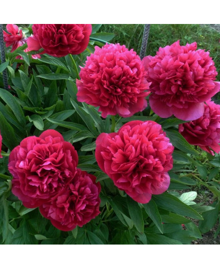 Пион травянистый Оффициналис Рубра Плена Пион травянистый Оффициналис Рубра Плена