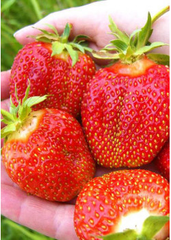 Клубника Зефир (Упаковка 5шт)